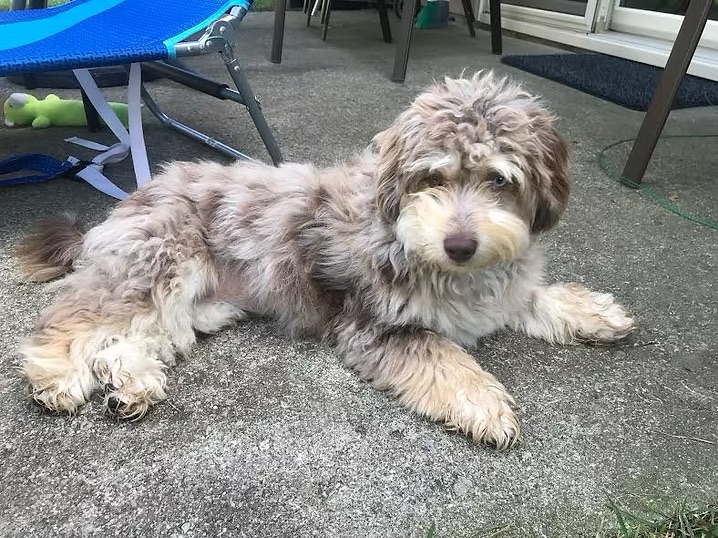 Previous puppy